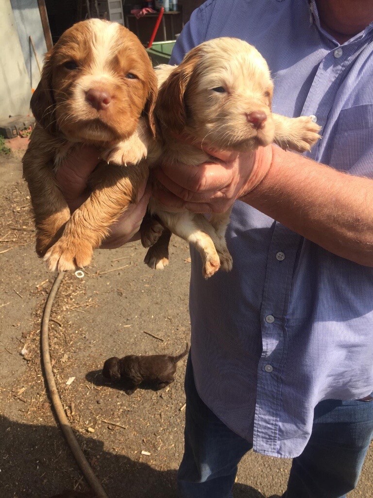gumtree spaniels for sale